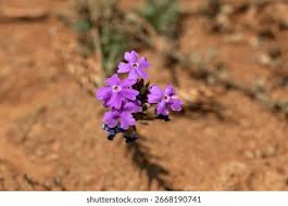 Image result for Verbena aristigera