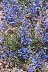 Flowers Janet Davis Explores Colour