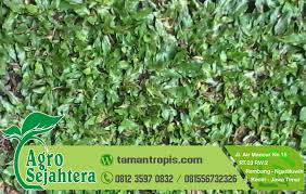 Biaya pekerjaan lanskap per meter persegi terlengkap Harga Rumput Gajah Mini Bintaro