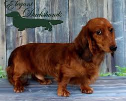 But did you know that there are some worrying health problems linked to this amazing look? Red Dapple Dachshund Puppies