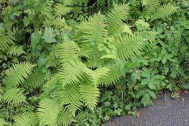 Image result for Athyrium