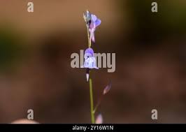 Image result for Utricularia tortilis