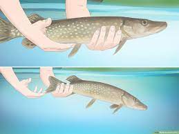 How To Hold A Fish: 13 Steps (With Pictures) - Wikihow