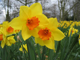 Google Image Result For Http Healthycurve Files Wordpress Com 2011 02 Maincam Daffodil Flower Pictures Daffodil Flower Daffodils Planting