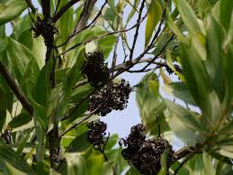 Image result for Acacia mangium