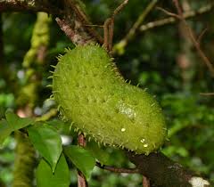 Image result for Annona muricata