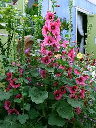 Many of the most common varieties are biennials, meaning they complete their lifecycle over 2 years. Alcea Rosea Hollyhock Hollyhocks Flowers Planting Flowers Plants