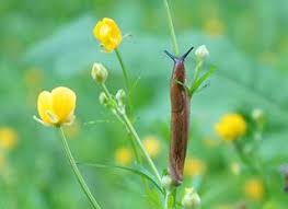 Si vous n'aimez pas votre couleur et que vous voulez vous en l'application du bicarbonate en masque ou shampoing. Les Astuces Naturelles Pour Lutter Contre Les Limaces Au Jardin Ecoconso