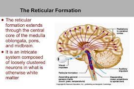 The Reticular Formation Reticular Formation Cns Cerebral Cortex
