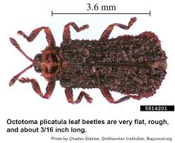 Image result for Platostoma strictum