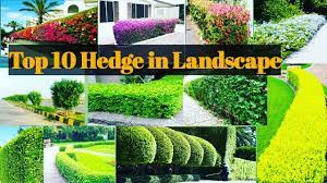 .plants to for an informal hedge, including plants for flowers, with help from bbc gardeners' giving a hedge fewer haircuts will free up more of your gardening time for other things (although the. Top 10 Hedge Used In Landscaping In India Hedge Plants For Landscape Best Plants For Landscape Youtube