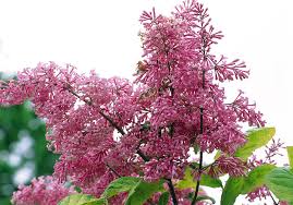 Image result for Syringa prestoniae