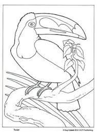 Toucan Coloring Pages Bird Coloring Bird Coloring Pages Animal Coloring Pages Animal Coloring Books