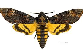 Elle se compose de rangées de bosses microscopiques disposées en hexagones. Papillon Sphinx Le Site Des Papillons