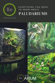 Everything You Need To Know About Paludariums Paludariums Vivarium Aquascape Design Beautiful Terrariums Aquaponics