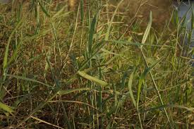 Image result for Urochloa umbellata