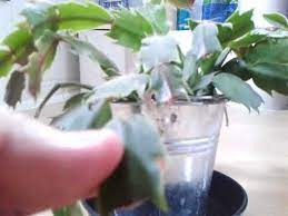 Christmas cactus are pretty plants, but getting them to produce their amazing flowers consistently can be a pain. Pruning A Christmas Cactus Youtube
