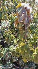 Image result for Englerophytum magalismontanum