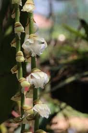 Image result for Diaphananthe pellucida