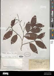 Image result for Klainedoxa