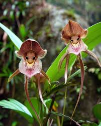 Monkey Face Orchid, this flower can ...