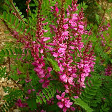 Image result for Indigofera hedyantha