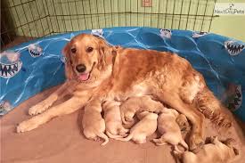 Puppies For Sale Tampa Petfinder