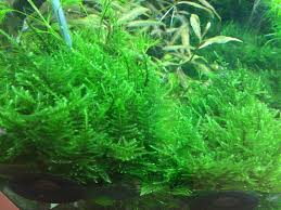 Image result for Hymenophyllum mossambicense