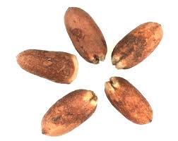 Image result for Ochna glauca