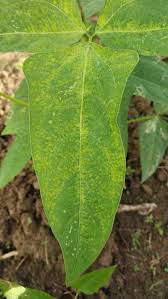 These symptoms usually appear late in the growing season. Wat Happened White Dots Appears In Leaf Plz Explain Community Plantix