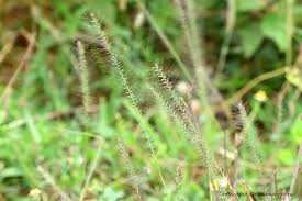 Image result for Perotis