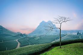 Maybe you would like to learn more about one of these? Inilah Perkebunan Teh Di Bandung Yang Indah Dan Terkenal