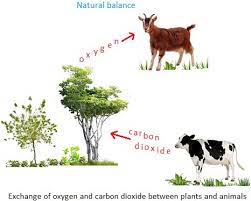 Interdependence Of Plants And Animals Herbivorous Products Of Plants Animals Plants Oxygen
