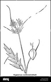 Image result for Cyperus sp.no.6