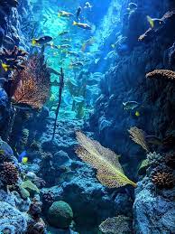 Awesome sea wallpaper for desktop, table, and mobile. Under Sea Wallpaper Wallery