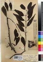 Image result for Tapinanthus constrictiflorus