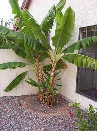 Banana trees are tropical and originate in rainforests, so they need a lot of water and plenty of moisture in the air. Growing Bananas