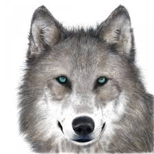Real wolf with green eyes. Green Eyes By Greywolfbowral Fur Affinity Dot Net