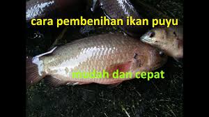 Benih ikan puyu baka cepat besar (dlm 4 bulan). Budidaya Ikan Papuyu Cepat Besar Infoakuakultur Com