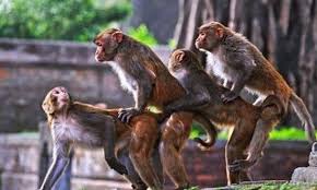 Monkey windows wallpapers pc in both widescreen and 4:3 resolutions. Funny Monkey Hd Wallpapers Funny Monkey Images Funny Monkey Photos For Facebook Funny Pictures Of Funny Monkey Pictures Monkeys Funny Funny Monkey Pictures