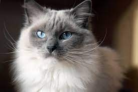 Ragdoll Cat Breed Information And Personality Pawesome Cats