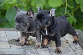 As i mentioned earlier, these fluffy french bulldogs are currently hard to come by so the normally expensive frenchie is even more expensive due to their rarity. How Much Does A Fluffy French Bulldog Cost