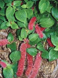 Image result for Acalypha paucifolia