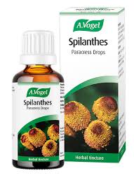 Image result for Spilanthes