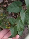 Image result for Pentarrhinum insipidum