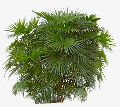 Bushes Png Free Download Palm Trees With Transparent Background Transparent Png 900x900 Free Download On Nicepng Green bush illustration, landscaping computer file, plants flowers grass, herbaceous plant, landscape, grass png. bushes png free download palm trees