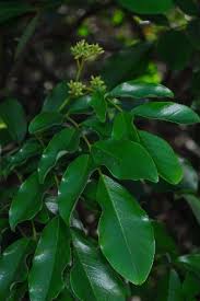 Image result for Dalbergia obovata