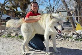 Wolf Mountain Sanctuary California Interactive Wolf Educational Tours Educational Tours Pet Wolf Wolf