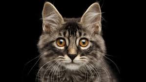 Let's figure out what we better know about cats and especially newborn kittens. Facts About Cats Mental Floss