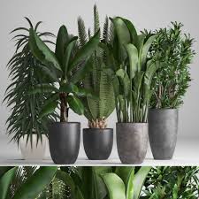 A wide assortment of substrates for ornamental and pot plants. 3d Model Collection Of Ornamental Plants In